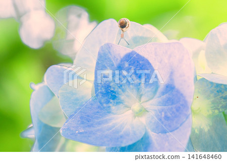A snail perched on a hydrangea flower. A snail perched on a hydrangea flower. 141648460