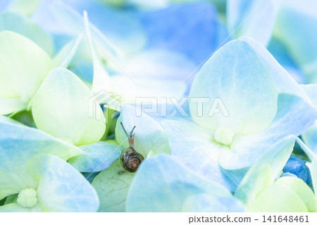 A close-up of a blue hydrangea and a snail. A close-up of a blue hydrangea and a snail. 141648461