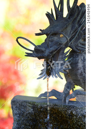 在栃木縣鹿沼市的常樂寺,彼岸花盛開,寺內有一條龍,它為信徒奉上染有秋色的水。 在栃木縣鹿沼市的常樂寺,彼岸花盛開,寺內有一條龍,它為信徒奉上染有秋色的水。 141648494