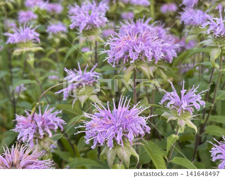 Monarda lavender, beech flower field Monarda lavender, beech flower field 141648497