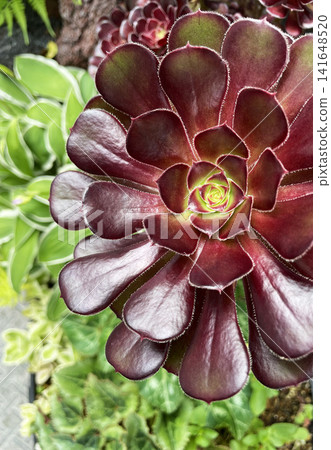 Large-flowered Aeonium Large-flowered Aeonium 141648520