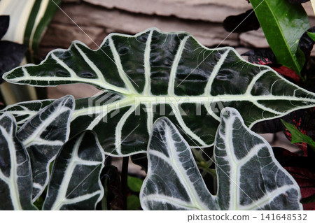 Alocasia amazonica Alocasia amazonica 141648532