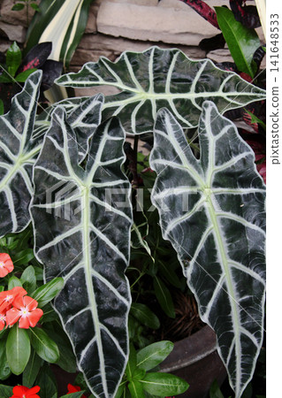 Alocasia amazonica Alocasia amazonica 141648533
