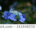 藍色繡球花 141648550