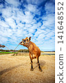 Jersey cattle 141648552