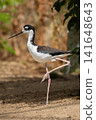 Black-necked Stilt Himantopus mexicanus. 141648643