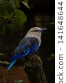 A Blue-Bellied Roller Coracias cyanogaster. 141648644
