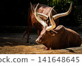 Close up view of longhorn cow 141648645