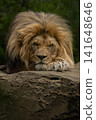 Closeup of male lion 141648646