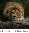 Closeup of male lion 141648647