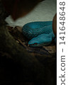 Trimeresurus Insularis White-lipped Island Pit Viper 141648648