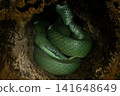 Rhinoceros Ratsnake or Rhynchophis Boulengeri. 141648649
