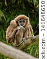 The white-handed gibbon. 141648650