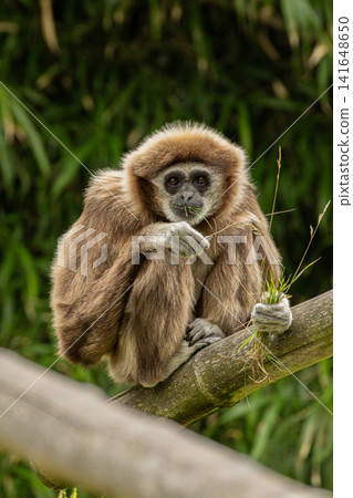 The white-handed gibbon. The white-handed gibbon. 141648650