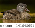 The beautiful female Mandarin Duck 141648651