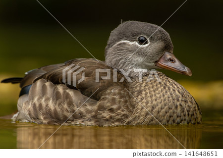 The beautiful female Mandarin Duck The beautiful female Mandarin Duck 141648651