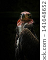 Red-headed Vulture (Sarcogyps calvus) head. 141648652