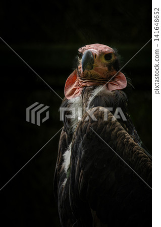 Red-headed Vulture (Sarcogyps calvus) head. Red-headed Vulture (Sarcogyps calvus) head. 141648652