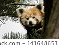 Western red panda Ailurus fulgens fulgens 141648653