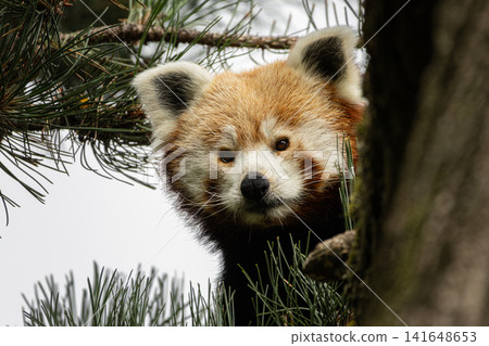 Western red panda Ailurus fulgens fulgens Western red panda Ailurus fulgens fulgens 141648653