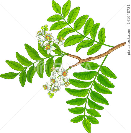 Boswellia Branch Colored Detailed Illustration Boswellia Branch Colored Detailed Illustration 141648721