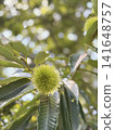 栗樹生長 141648757