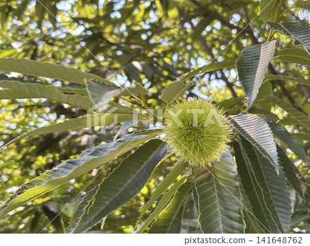 Chestnut growing Chestnut growing 141648762
