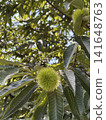 栗樹生長 141648763