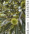 栗樹生長 141648764
