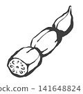 Hand-drawn brushstroke style illustration of lotus root 141648824