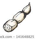 Hand-drawn brushstroke style illustration of lotus root 141648825