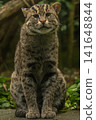 Portrait of wet fishing cat Prionailurus viverrinus 141648844