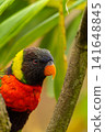 Portrait of Rainbow Lorikeet (Trichoglossus moluccanus) 141648845