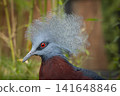Western crowned pigeon Goura cristata 141648846