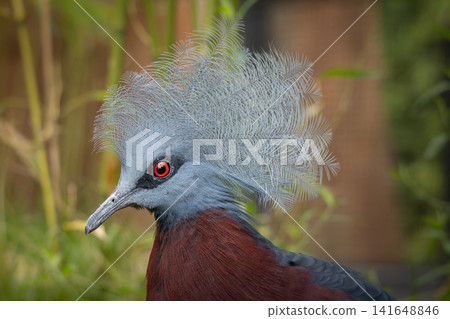 Western crowned pigeon Goura cristata Western crowned pigeon Goura cristata 141648846