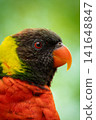 Portrait of Rainbow Lorikeet (Trichoglossus moluccanus) 141648847