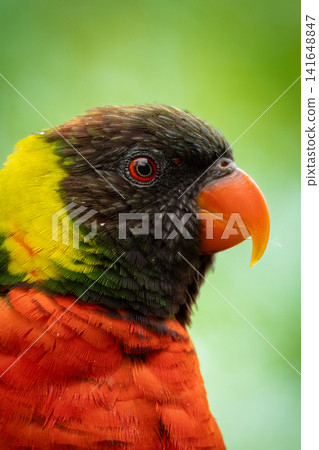 Portrait of Rainbow Lorikeet (Trichoglossus moluccanus) Portrait of Rainbow Lorikeet (Trichoglossus moluccanus) 141648847