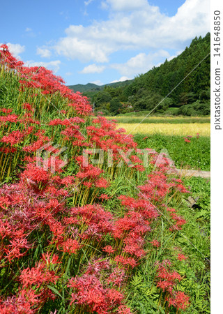 在栃木縣東山路上的伊翁美乃澤,收割前,彼岸花盛開,秋雲籠罩著稻稈。 在栃木縣東山路上的伊翁美乃澤,收割前,彼岸花盛開,秋雲籠罩著稻稈。 141648850