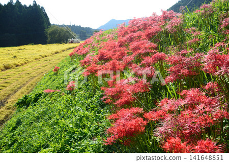 在栃木縣東山路上的伊翁美乃澤,當堤岸上盛開著彼岸花時,秋田裡的稻田裡正在進行收割。 在栃木縣東山路上的伊翁美乃澤,當堤岸上盛開著彼岸花時,秋田裡的稻田裡正在進行收割。 141648851