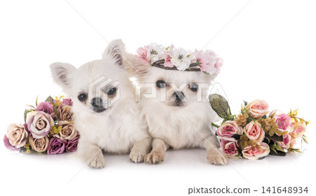 chihuahuas in studio chihuahuas in studio 141648934
