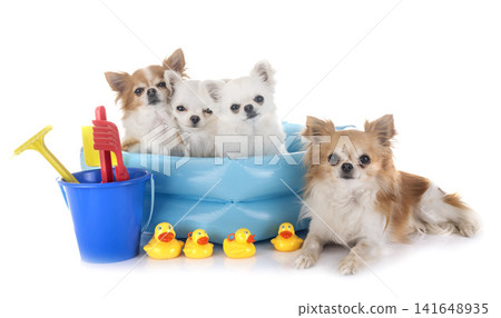 chihuahuas in holidays chihuahuas in holidays 141648935