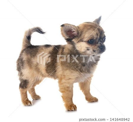 puppy chihuahua in studio 141648942