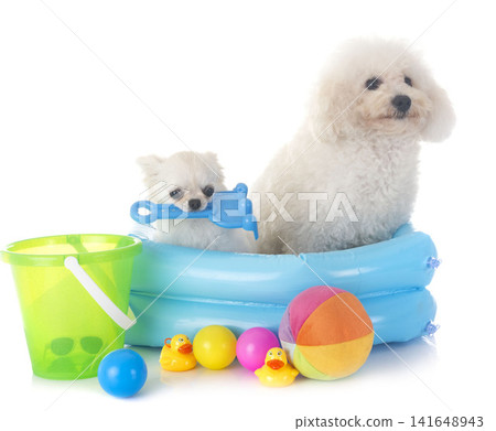 maltese dog and chihuahua maltese dog and chihuahua 141648943