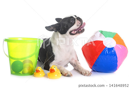 boston terrier in studio boston terrier in studio 141648952