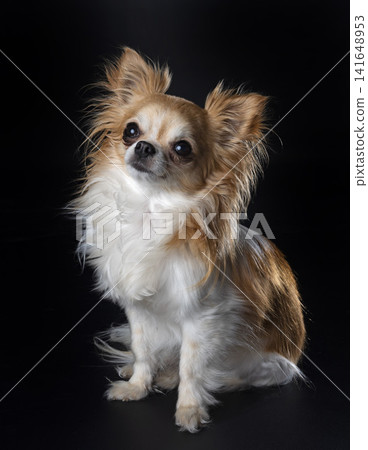chihuahua in studio chihuahua in studio 141648953