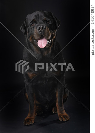 rottweiler in studio rottweiler in studio 141648954