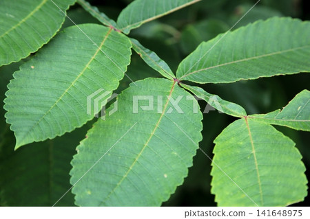 Winged sumac leaves Winged sumac leaves 141648975