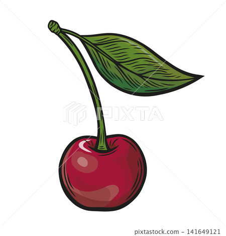 Cherry drawing in an engraving style Cherry drawing in an engraving style 141649121