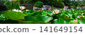 Water Lilies and Lily Pads in a Tranquil Garden Pond with Rocks and Green Foliage 141649154