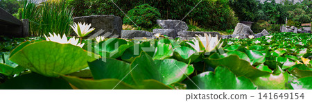 Water Lilies and Lily Pads in a Tranquil Garden Pond with Rocks and Green Foliage Water Lilies and Lily Pads in a Tranquil Garden Pond with Rocks and Green Foliage 141649154
